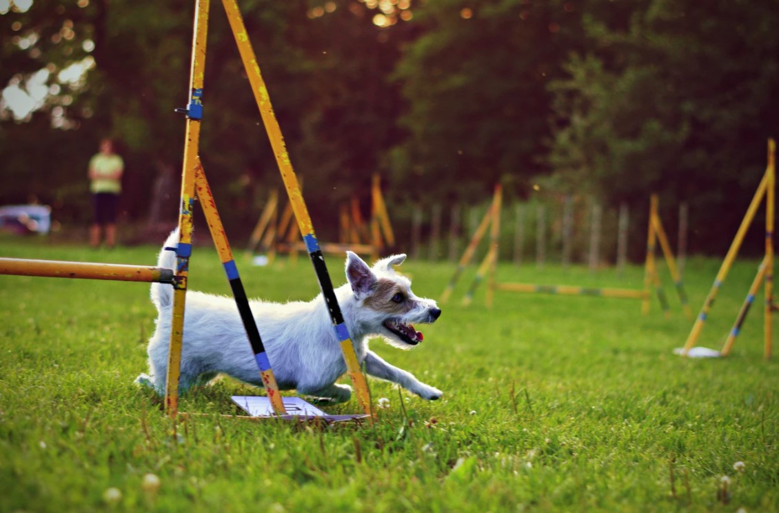 So trainiert man seinen Hund richtig