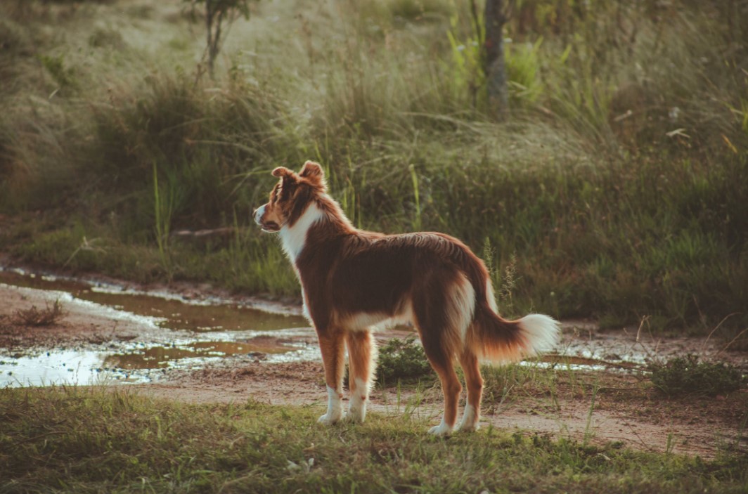 Können Hunde dieselben Allergien bekommen wie Menschen?